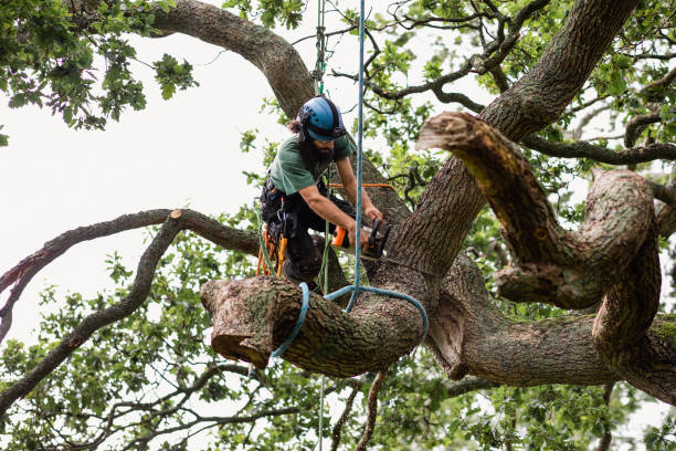 Best Tree Cabling and Bracing  in Germantown, TN