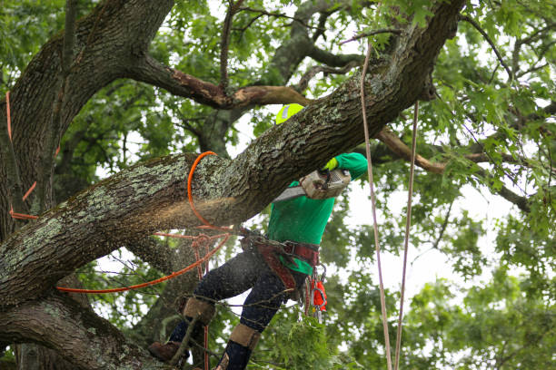 Best Tree Mulching  in Germantown, TN